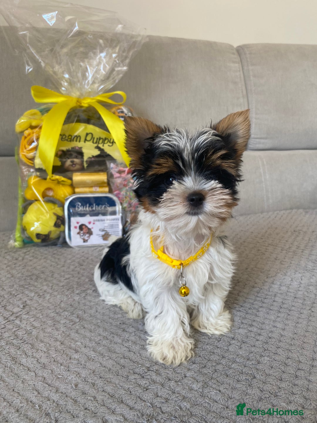 Yorkshire Terrier dogs for sale: Beautiful very small xxxs Biewer Yorkshire Terrier - Image 15