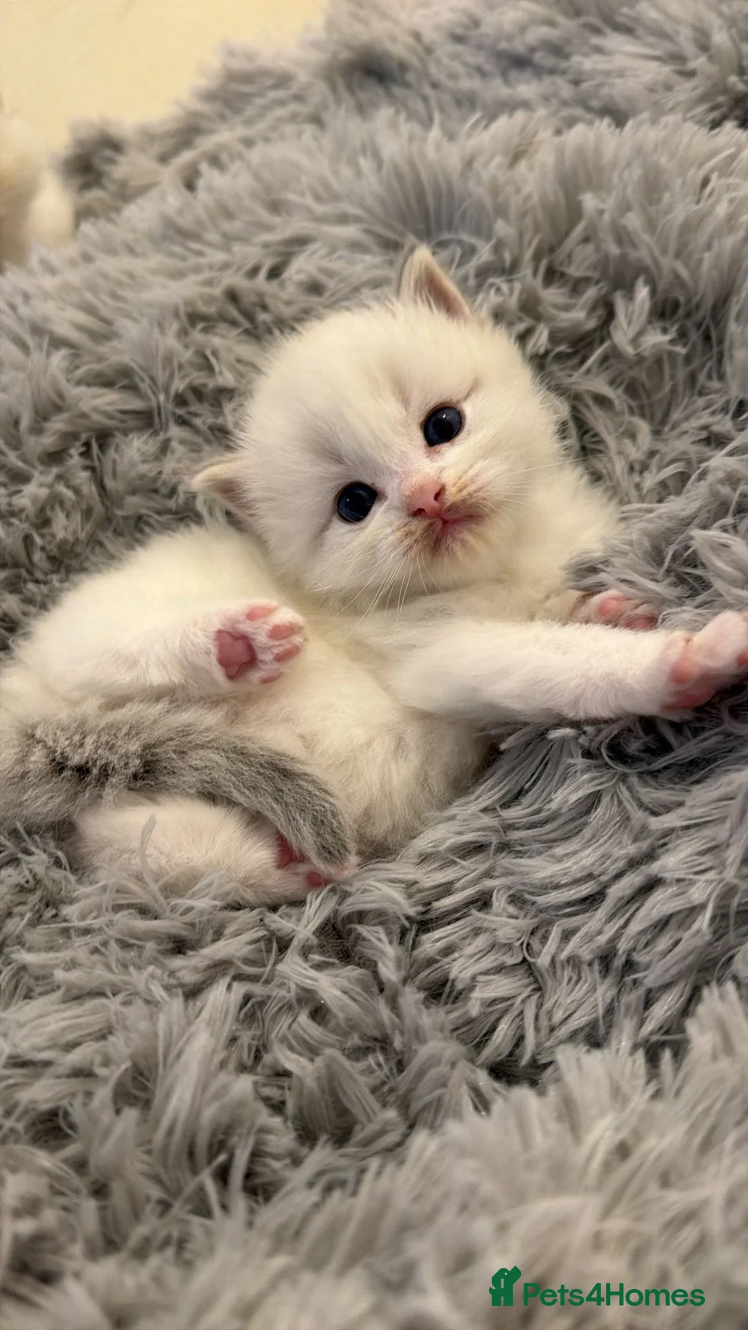 Ragdoll cats for sale: Blue Bi Colour Lynx Boys (European) - Advert 2