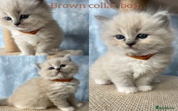 Ragdoll cats for sale: Unique patterned fluffy Ragdoll kittens - Image 4