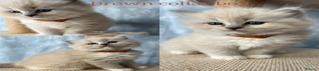 Brown collar boy