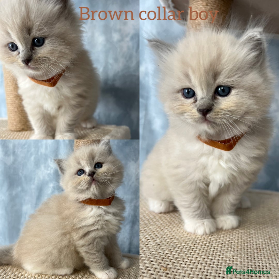 Ragdoll cats for sale: Unique patterned fluffy Ragdoll kittens - Image 4