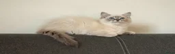 Ragdoll cats for sale: Beautiful GCCF Registered Ragdoll Kittens in Helensburgh - Advert 8