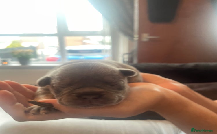 French Bulldog dogs - Advert 16