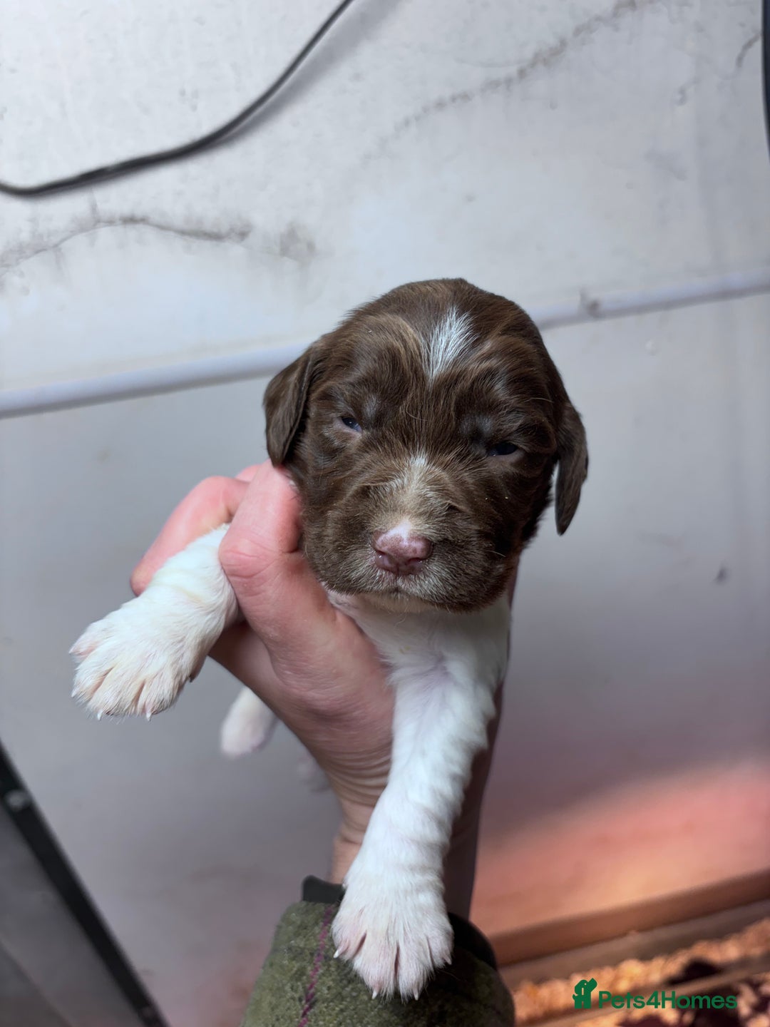 English Springer Spaniel dogs for sale: Springer spaniel Puppies  - Advert 2
