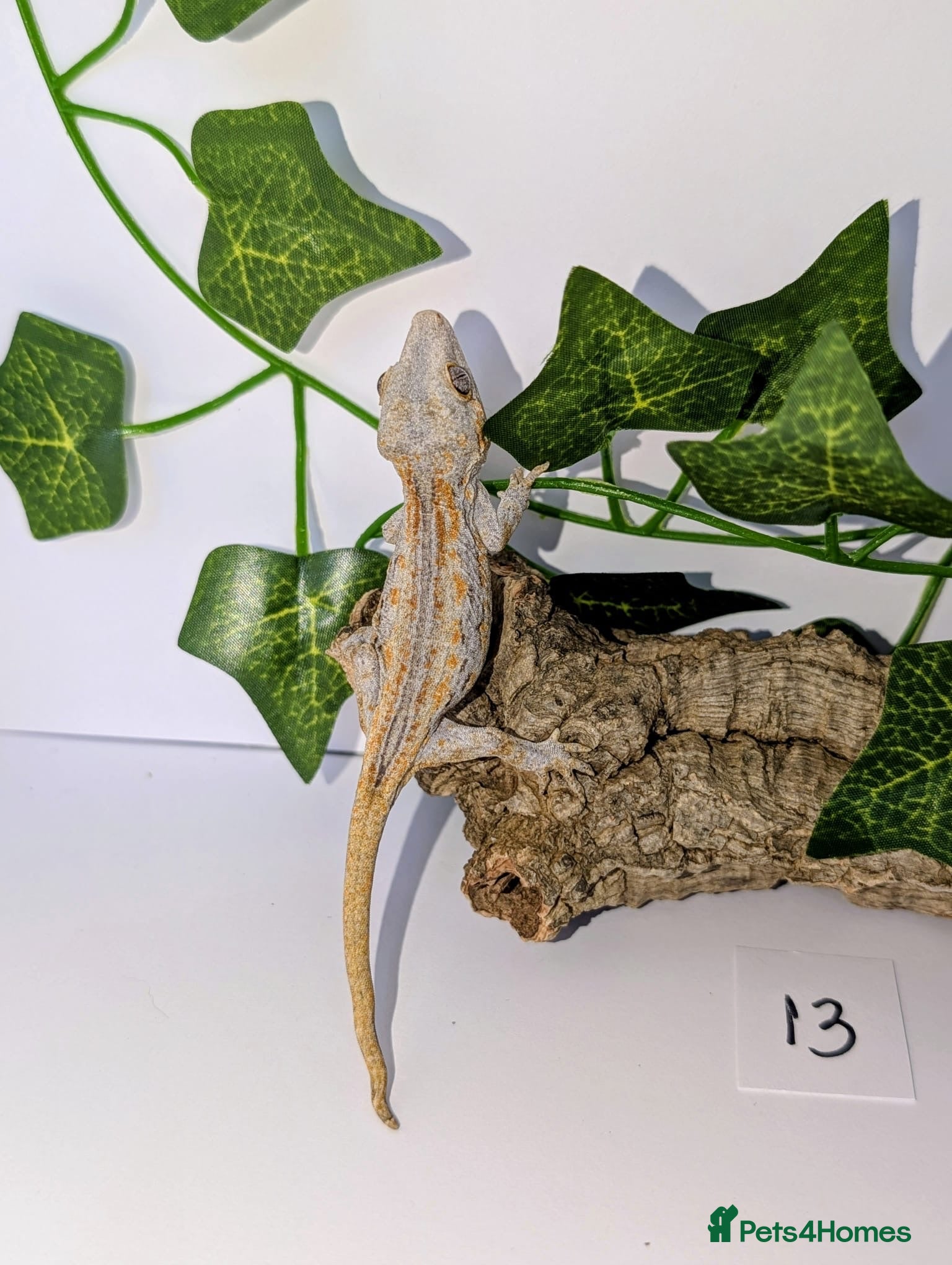 Gecko reptiles Baby gargoyle geckos  - Advert 2