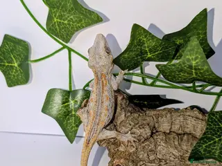 Gecko reptiles Baby gargoyle geckos - Advert 2