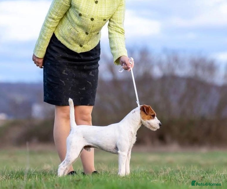 Parson Russell dogs Crufts winner 2024 Daughter Has Puppies KC Reg - Advert 2