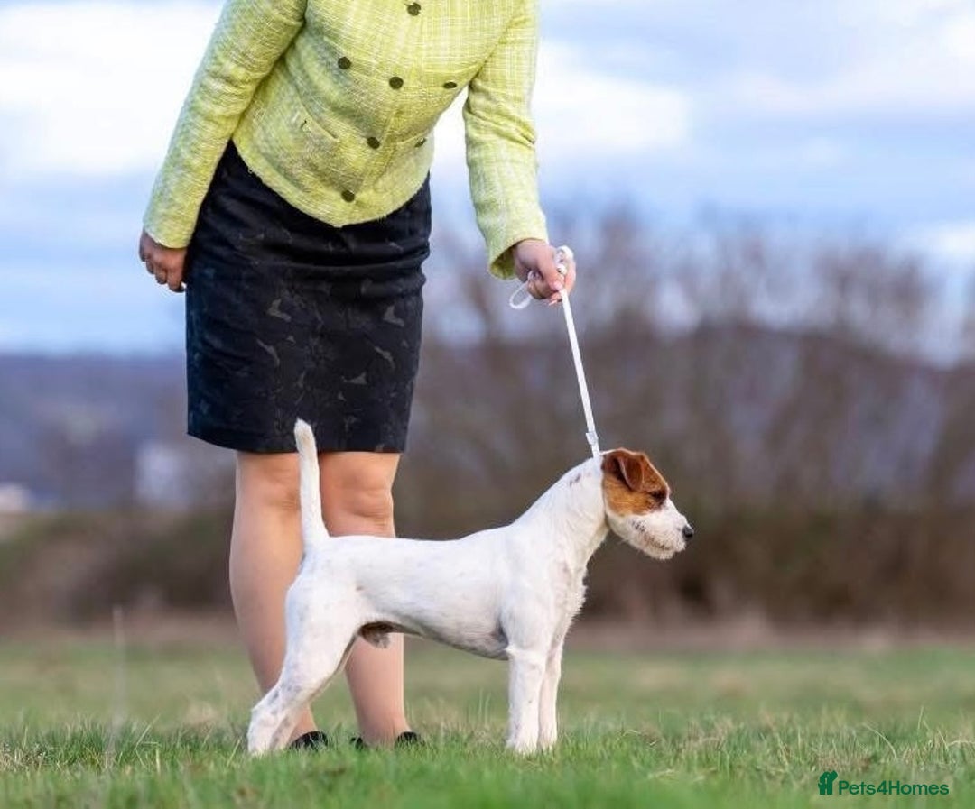 Parson Russell dogs for sale: Crufts winner 2024 Daughter Has Puppies KC Reg - Advert 1