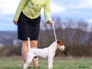 Parson Russell dogs Crufts winner 2024 Daughter Has Puppies KC Reg - Advert 2