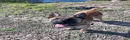 Belgian Shepherd Dog dogs for sale: Belgian Malinois Puppies Working Line Viewings - Advert 9