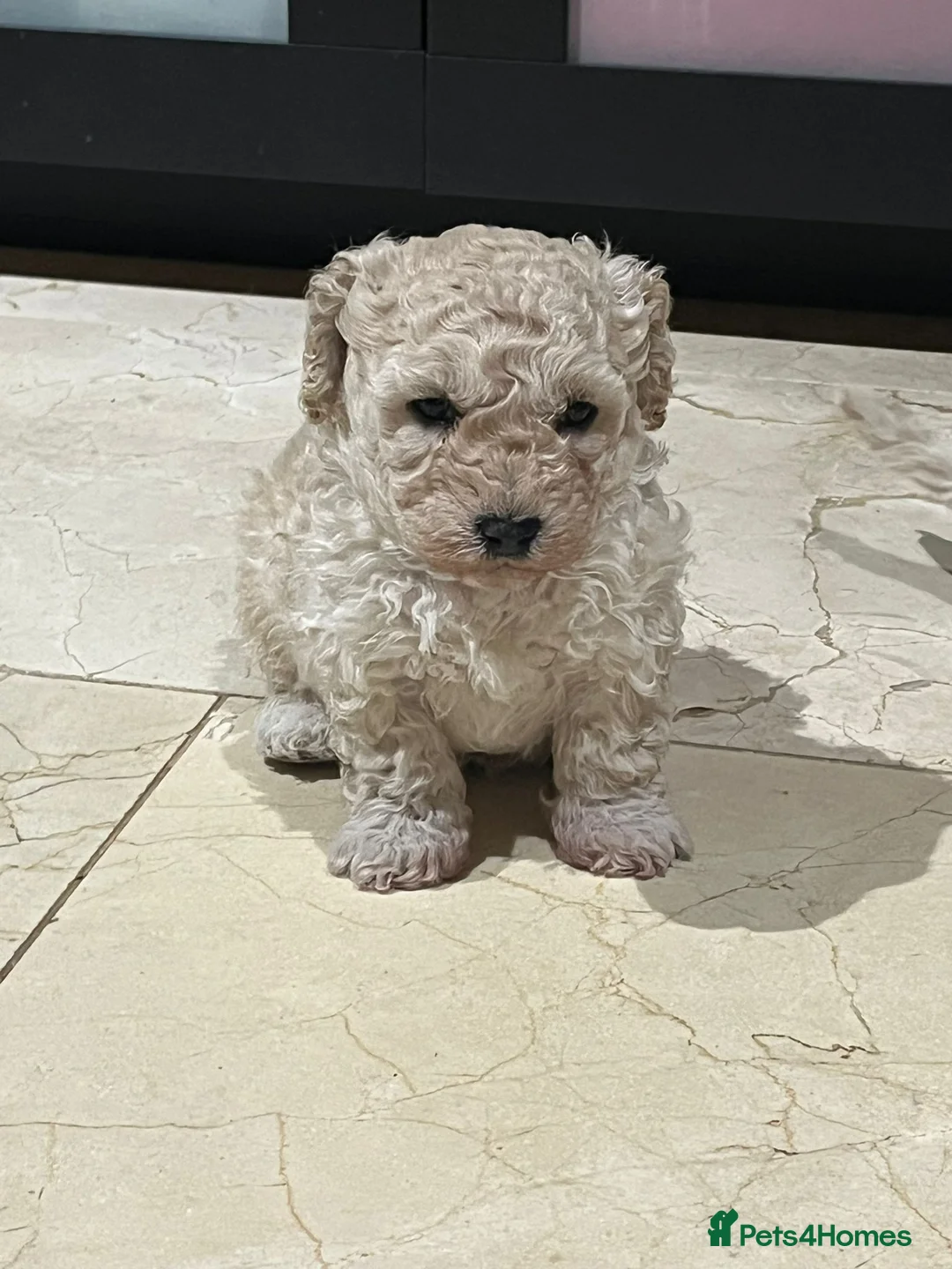 Maltipoo dogs for sale: Maltipoo/mini toy poodle  - Advert 1