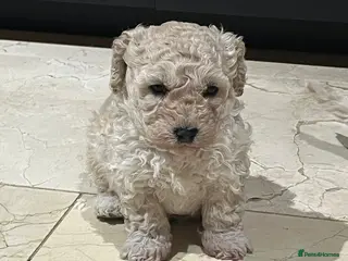 Maltipoo dogs Maltipoo/mini toy poodle - Advert 8