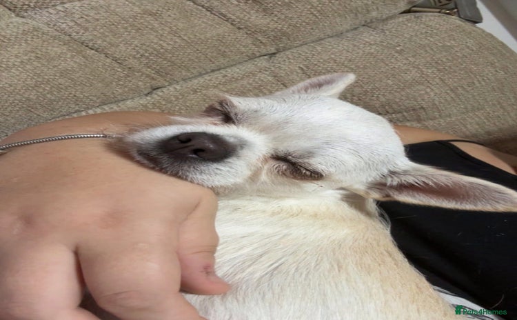 Chihuahua dogs - Advert 1