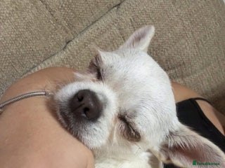 Chihuahua dogs - Advert 7