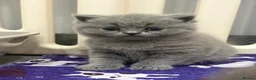 British Shorthair cats for sale: BSH ready to go! Pedigree parents both can be seen - Advert 9