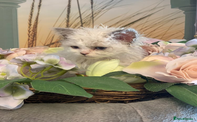Selkirk Rex cats - Advert 1