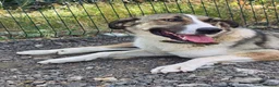 Mixed Breed dogs for adoption: Beautiful Big Girl Blanca  - Advert 19