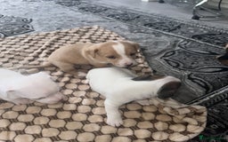 Mixed Breed dogs for sale: I have six beautiful jack dash for sale  - Image 10