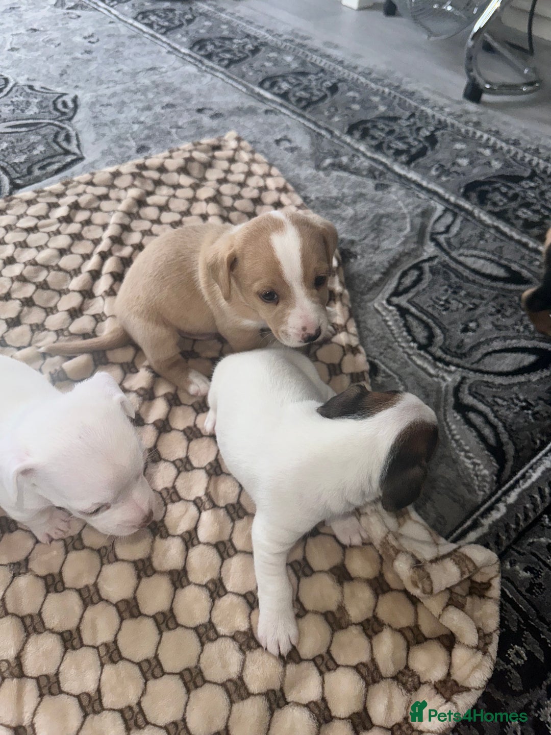 Mixed Breed dogs for sale: I have six beautiful jack dash for sale  - Image 10