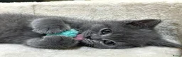 British Shorthair cats for sale: Lovely British shorthair kittens 😸  - Advert 5