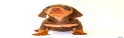 Miniature Dachshund dogs for sale: KC Health Tested Miniature Dachshunds - Licensed - Advert 7