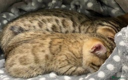 Mixed Breed cats for sale: Cross kittens ready to leave - Image 5