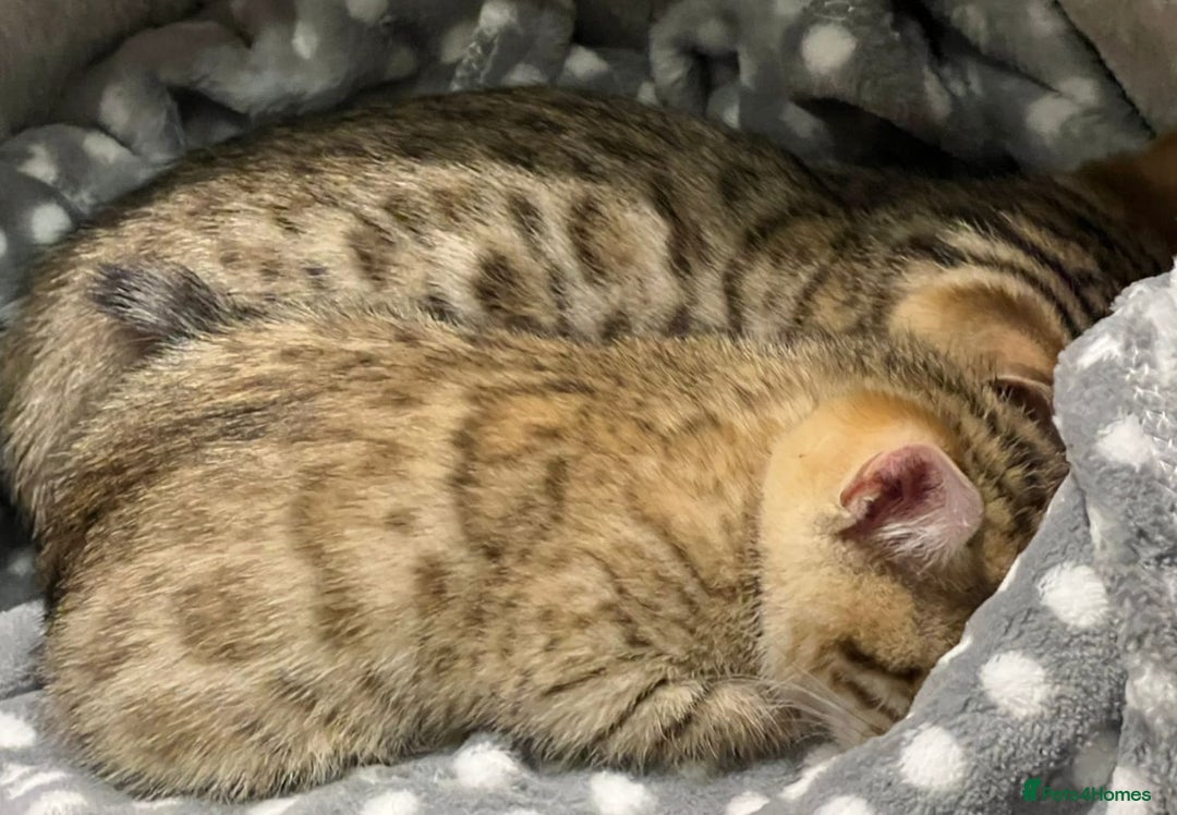 Mixed Breed cats for sale: Cross kittens ready to leave - Image 5