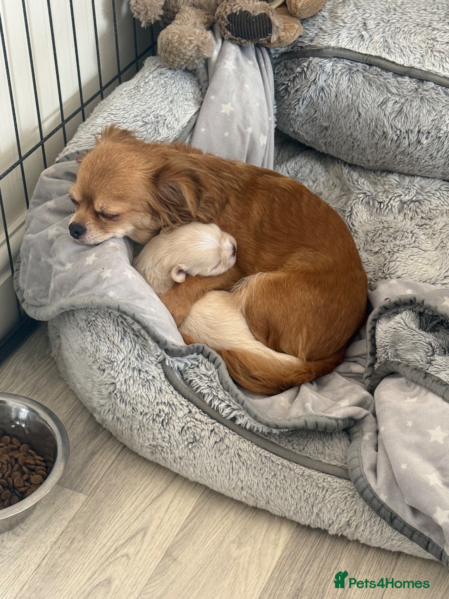 Chihuahua dogs Beautiful Male Chihuahua Puppy Ready to go 🐾 - Advert 1