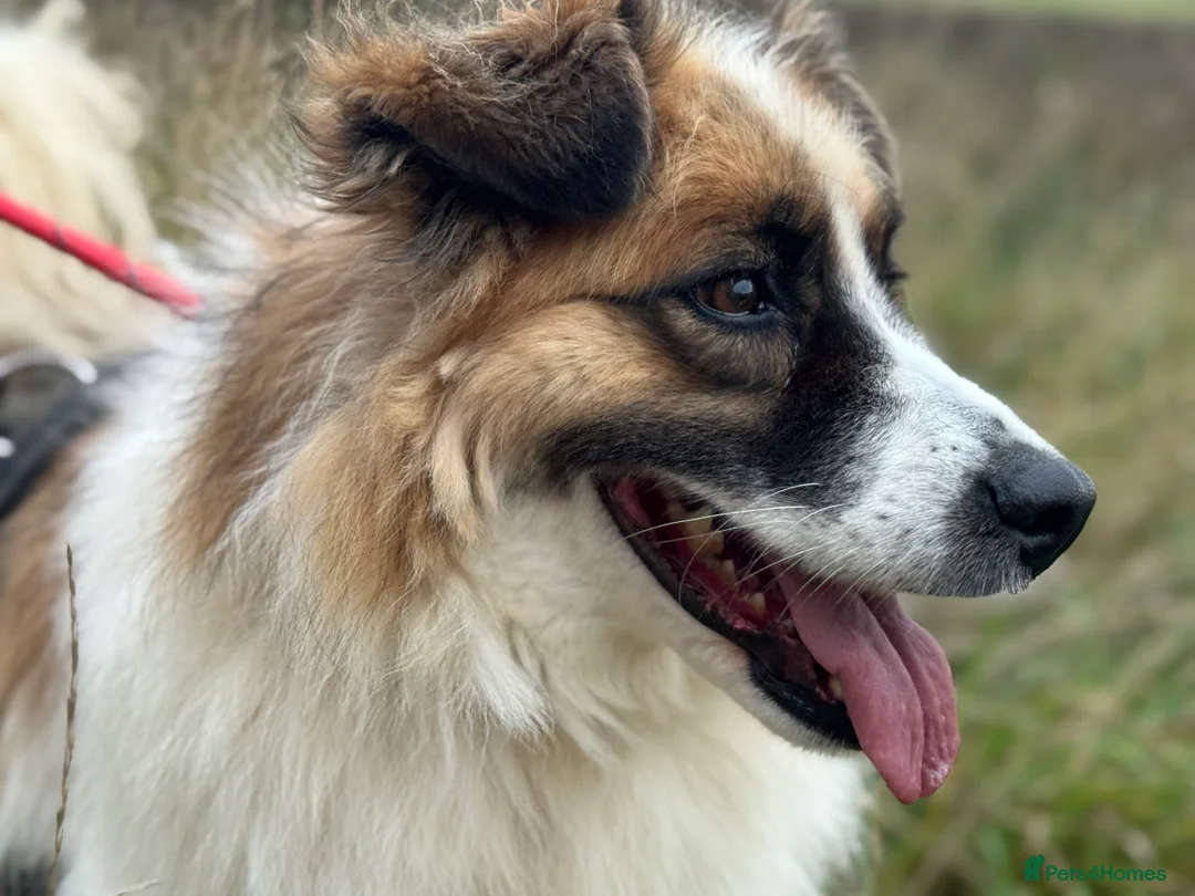 Mixed Breed dogs for adoption: Jessie ❤️ - Advert 11