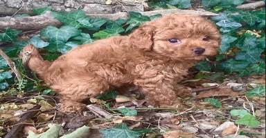 Toy Poodle dogs - Advert 16