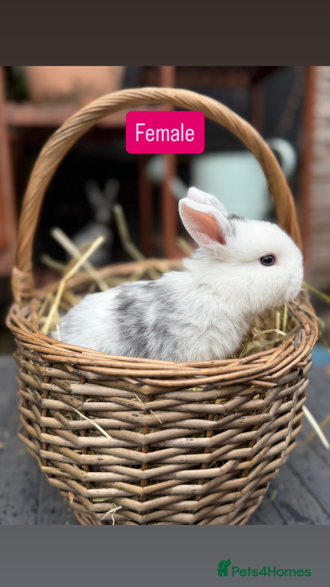 Mini Lop rabbits Mini Lop Baby Rabbits - Advert 15
