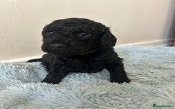 Cockapoo dogs for sale: 🖤BEAUTIFUL COCKAPOO FOR SALE🖤 - Advert 8