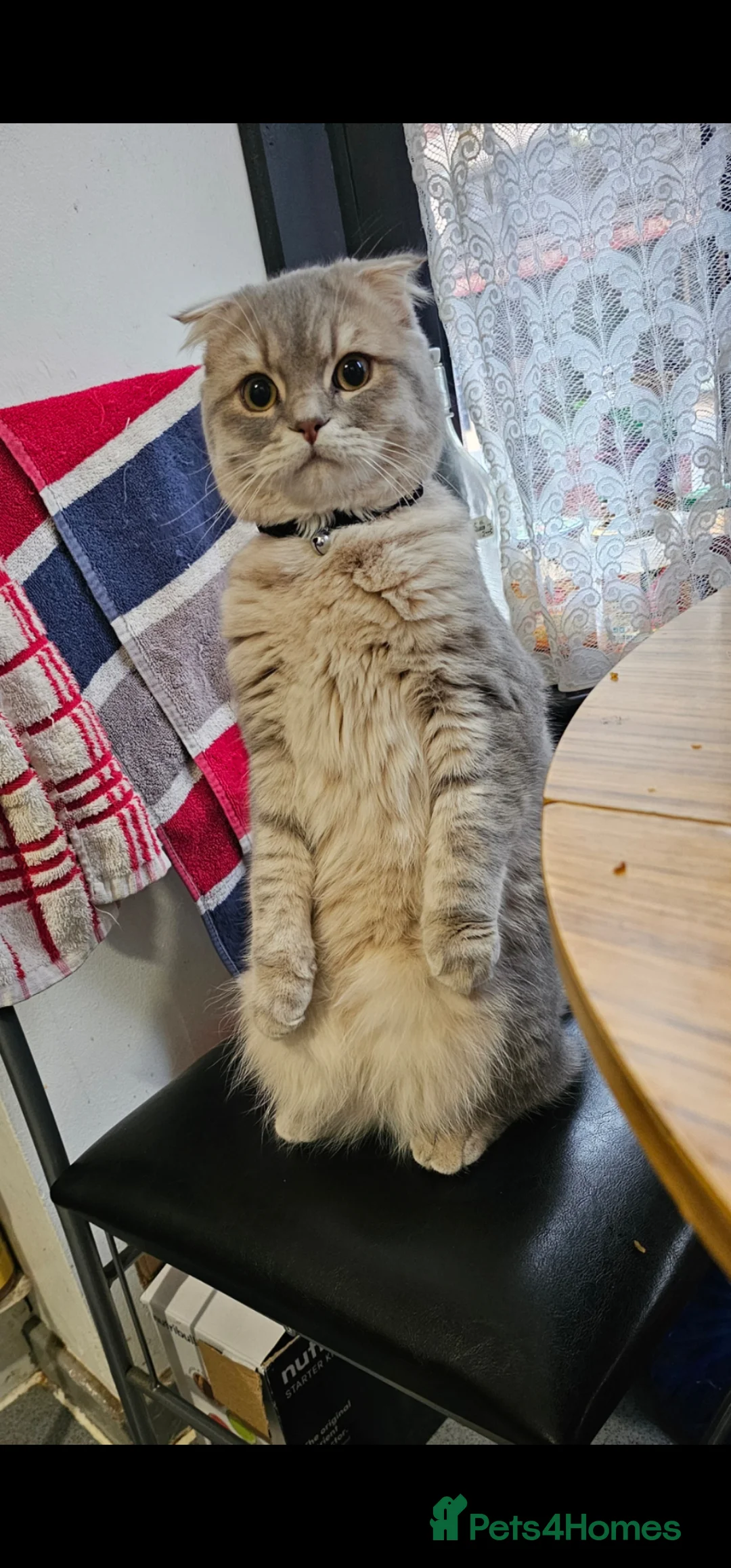 Scottish Fold cats for sale: Male Scottish Fold 1.5 years old in London - Advert 2