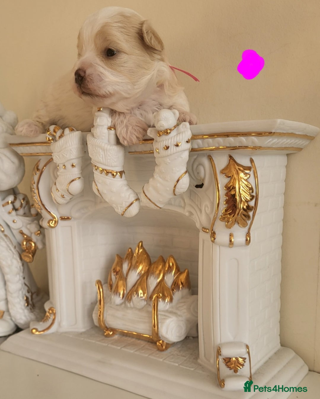 Maltipoo dogs for sale: Toy maltipoo puppies  - Advert 28