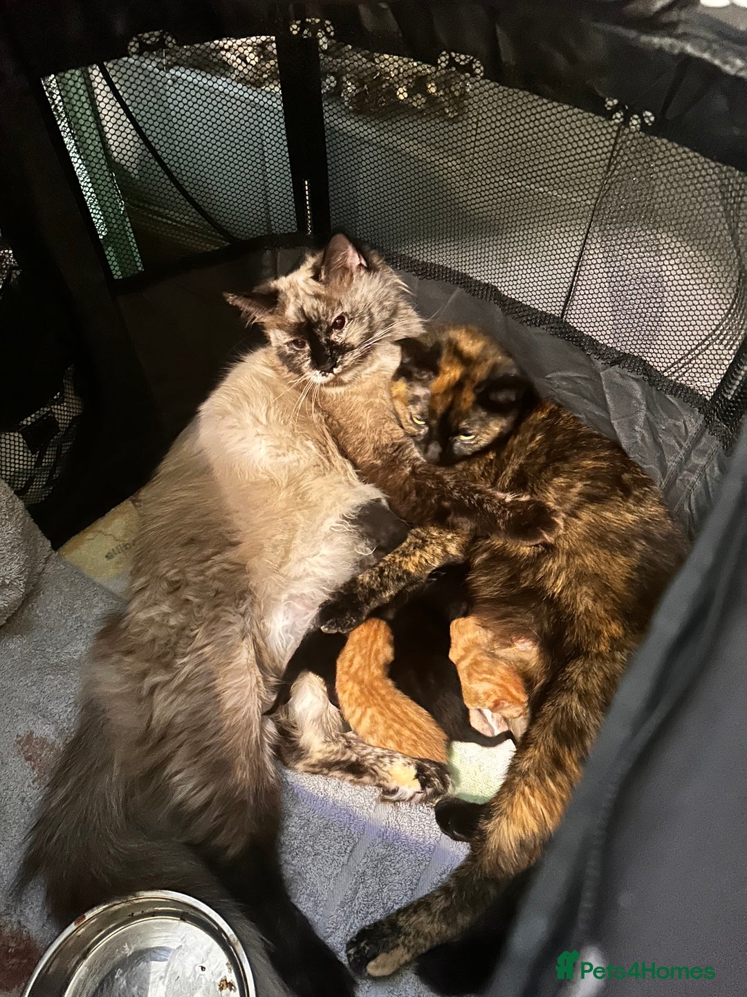 Ragdoll cats for sale: Calico Ragdolls - Image 13