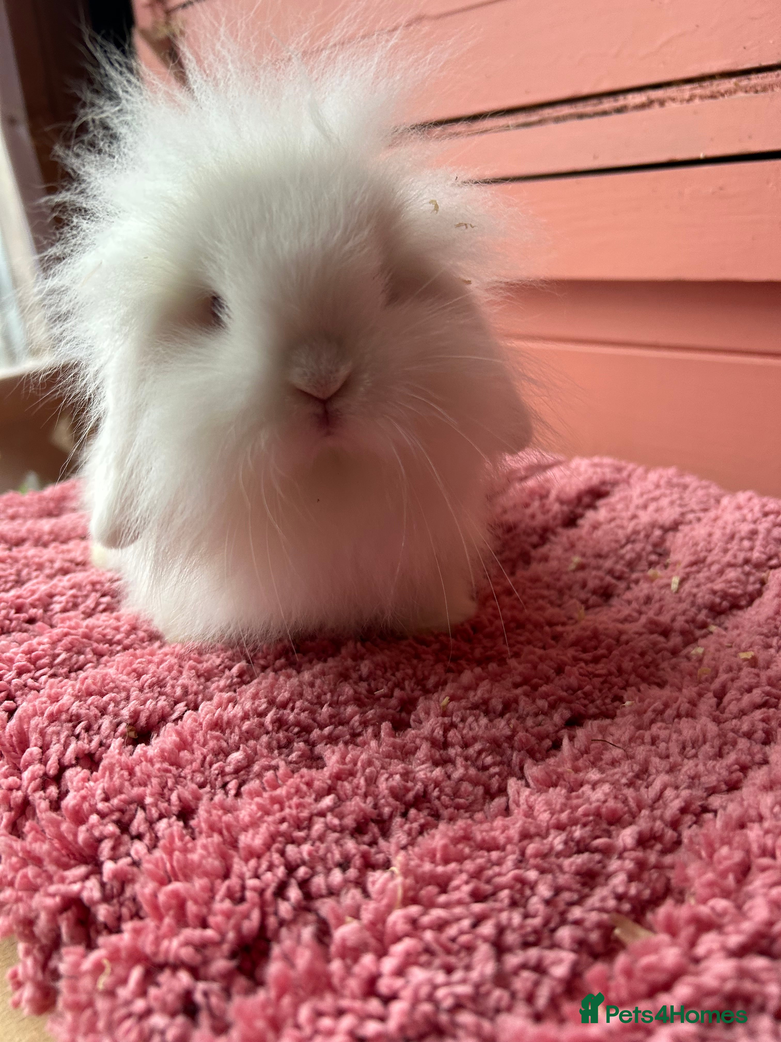 Mini Lop rabbits Vaccinated mini lop and lion lop babies - Advert 15