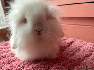Mini Lop rabbits Vaccinated mini lop and lion lop babies - Advert 5