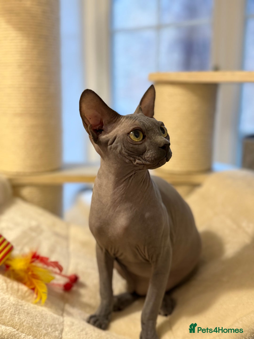 Sphynx cats for sale: Beautiful Blue Boys Looking for Their Forever home - Advert 7