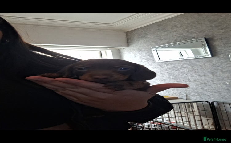 Miniature Dachshund dogs - Advert 12