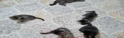 British Shorthair cats for sale: Four energetic kittens. - Advert 2