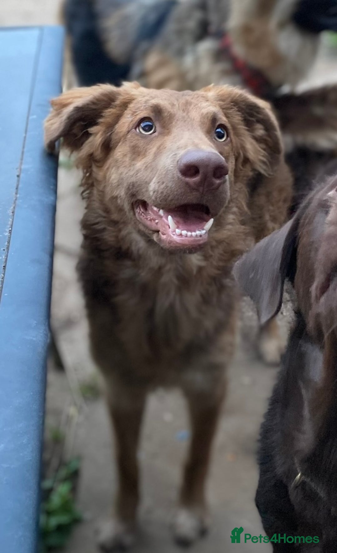 Mixed Breed dogs for sale: Beautiful loving Labrador x German shepherd - Advert 3