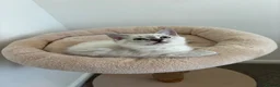 Ragdoll cats for sale: Ragdoll girl for sale x  - Advert 10