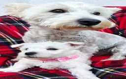 West Highland Terrier dogs for sale: Beautiful Westhighland Terrier Puppies  - Image 22