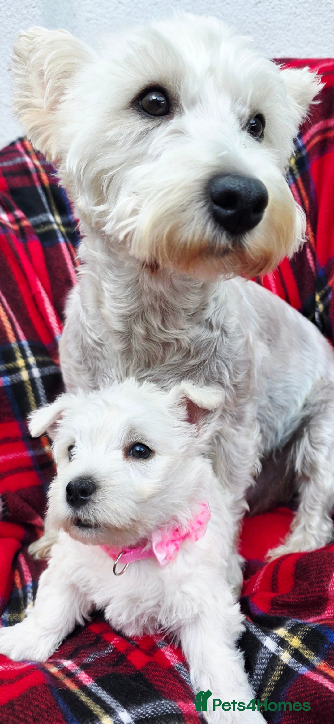 West Highland Terrier dogs for sale: Beautiful Westhighland Terrier Puppies  - Image 22