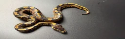 Python Snake reptiles for sale: Yellowbelly-het Pied Male - Advert 6