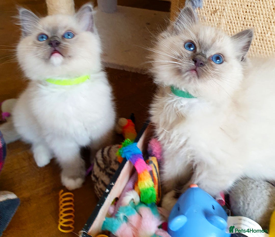 Ragdoll cats for sale: Beautiful Registered Ragdoll Kittens  - Image 4