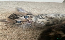 Munchkin cats for sale: Munchkin kittens for sale - Image 18