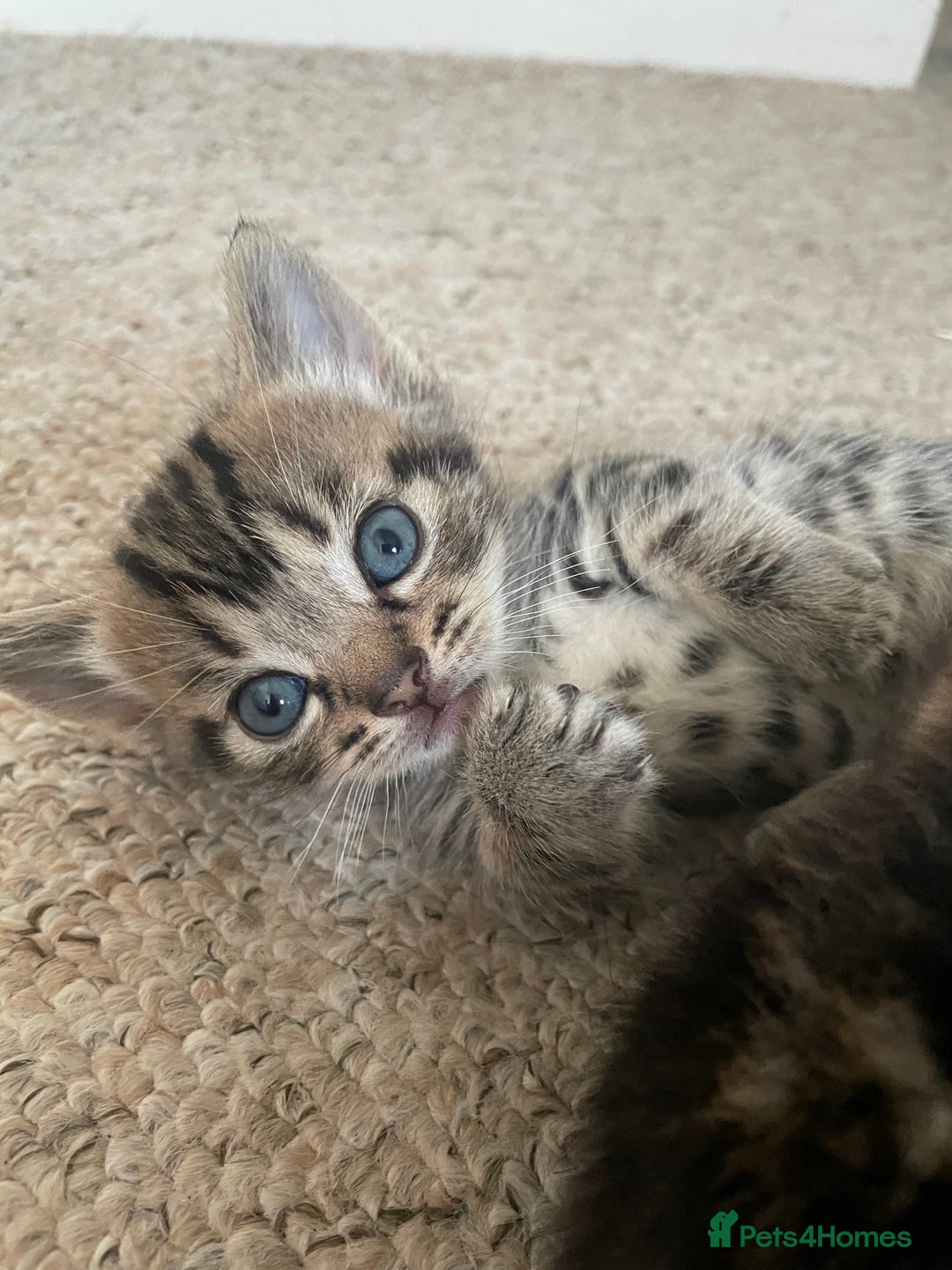 Munchkin cats for sale: Munchkin kittens for sale - Image 18