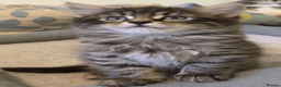 Maine Coon cats for sale: Three adorable Maine Coon Kittens For Sale  - Advert 29