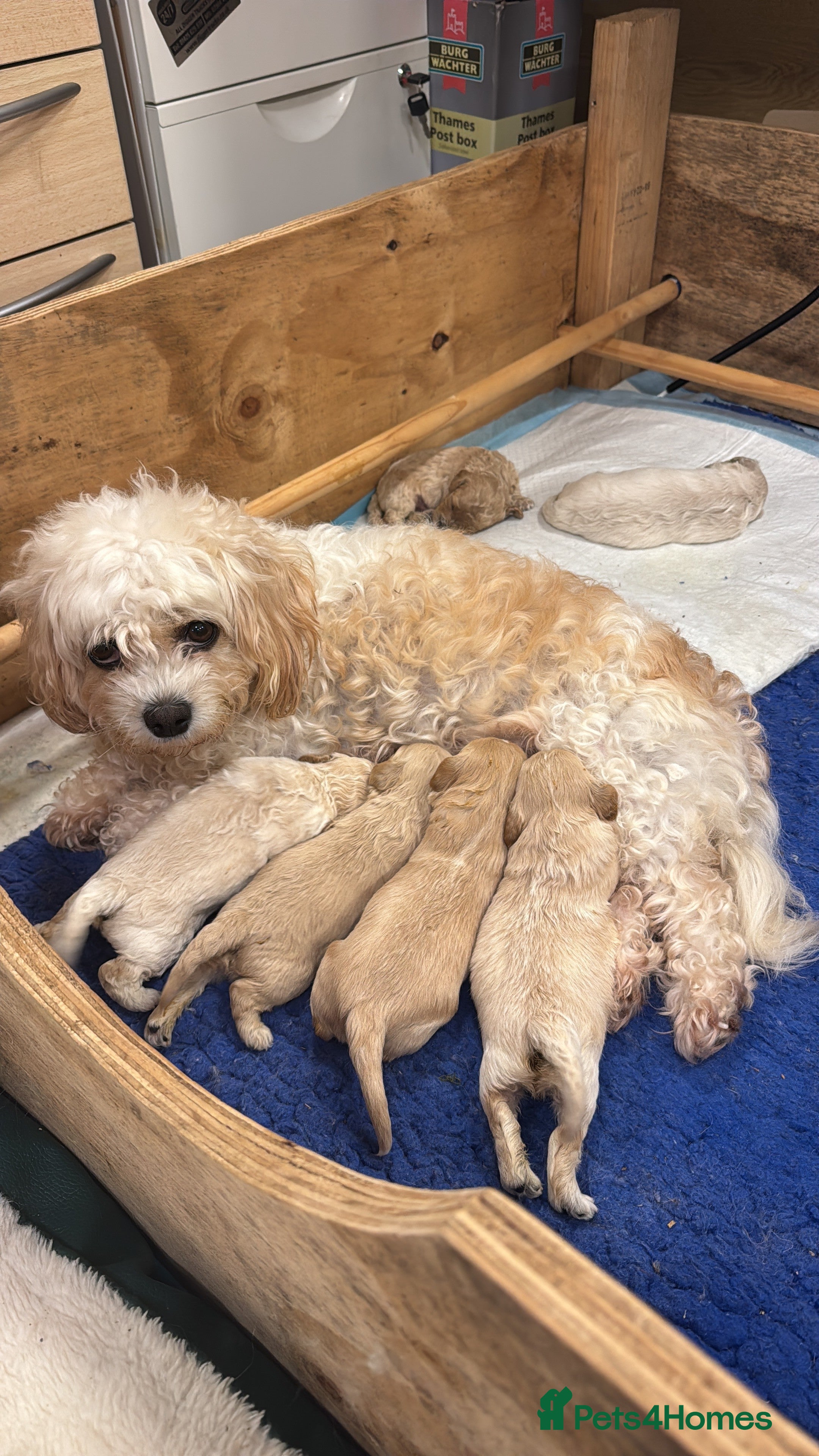 Cavapoochon dogs Cavapoochon puppies for sale - Advert 5